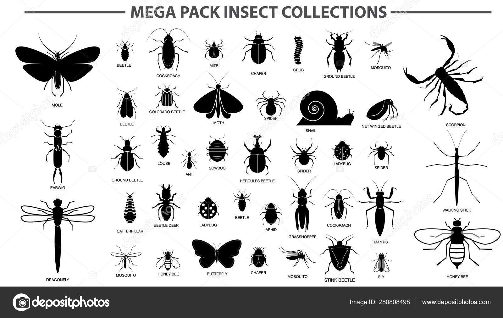 Insects With Names