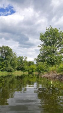 Nehir creek yaz güneşli gün