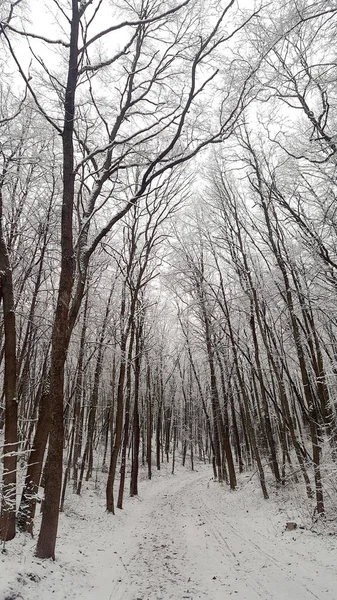 雪に覆われた森の中の冬の道 — ストック写真