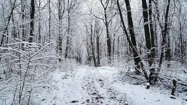 雪に覆われた森の中の冬の道 — ストック写真
