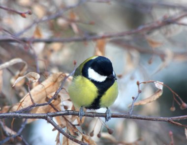 Bir ağaç dalı baştankara oturur