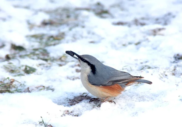 The nuthatch sits on snow with grain in a beak