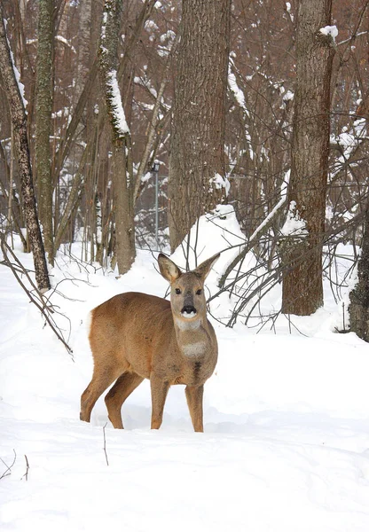 Jonge Ree Tegen Achtergrond Van Het Winter Bos — Stockfoto