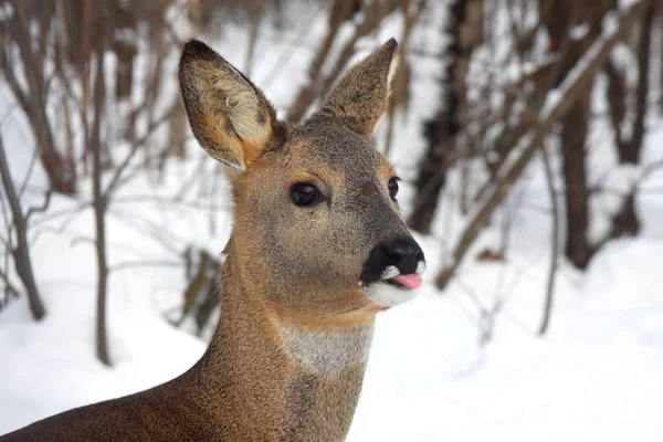 Ritratto Giovane Capriolo Sullo Sfondo Della Foresta Invernale — Foto Stock