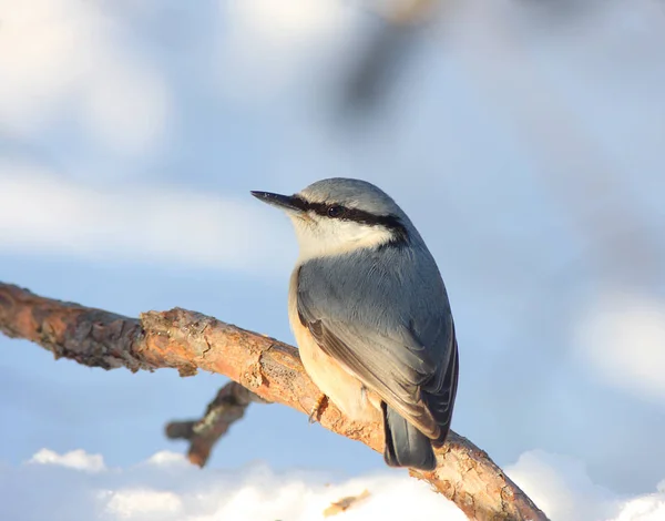 Nuthatch Siede Ramo Nella Giornata Sole — Foto Stock