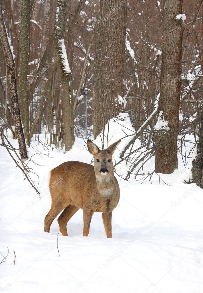 Young roe against the background of the winter forest