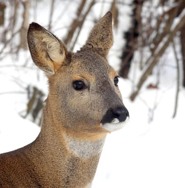 Portret Van Een Jonge Ree Tegen Achtergrond Van Het Winter — Stockfoto