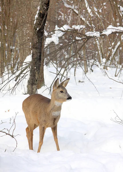 Giovane Capriolo Sullo Sfondo Della Foresta Invernale — Foto Stock