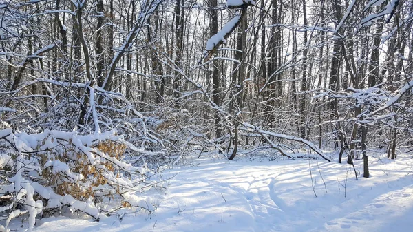 冬の森の朝 — ストック写真