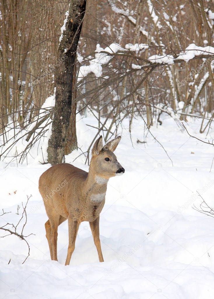 Young roe against the background of the winter forest