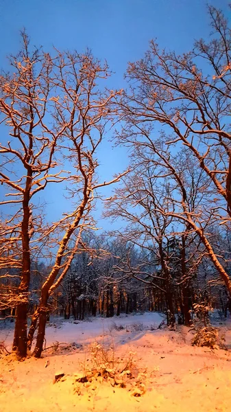冬の雪に覆われた森で冷ややかな夜 — ストック写真