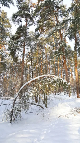 冬の午後の松林 — ストック写真