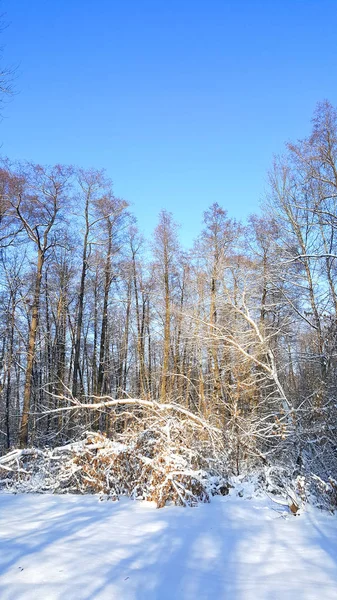 冬の森の朝 — ストック写真