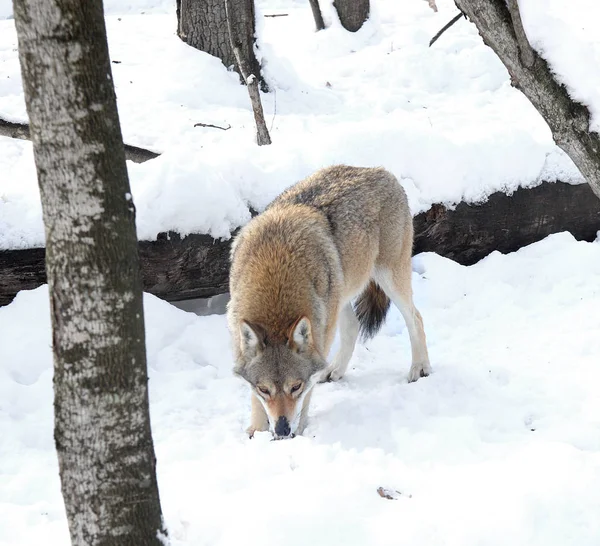 Wolf Wordt Gezocht Naar Sporen Sneeuw — Stockfoto