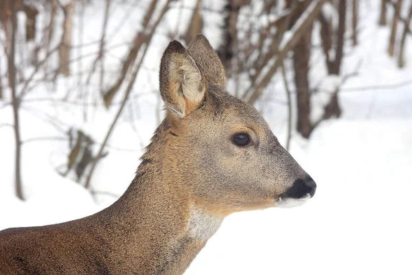 Portrait Young Roe Background Winter Forest — Stock Photo, Image