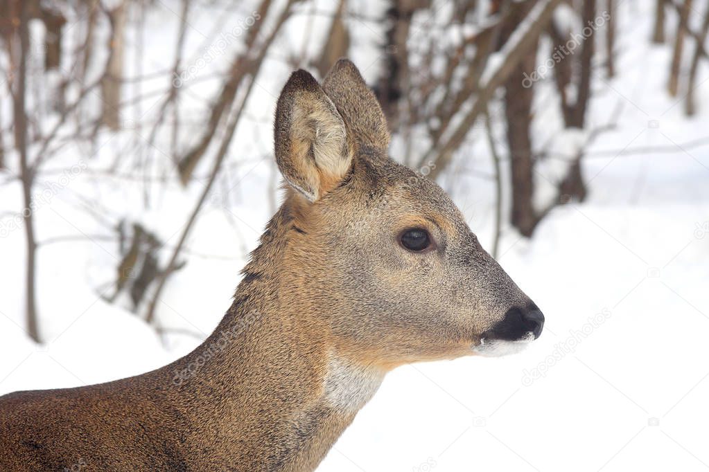 Portrait of a young roe against the background of the winter forest