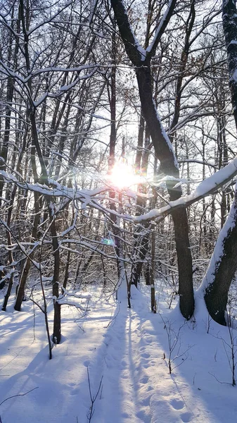 冬の雪に覆われた森の朝 — ストック写真