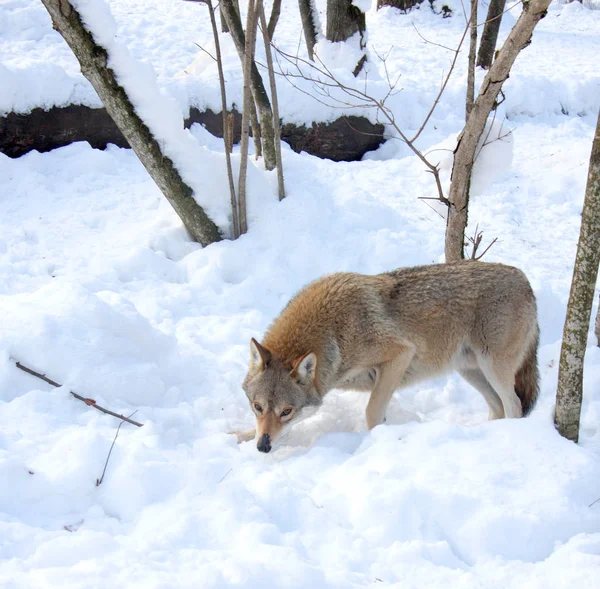 Wolf Kwam Voor Jacht Het Bos Van Winter — Stockfoto