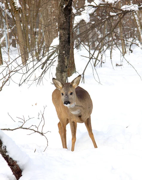 Jonge Ree Tegen Achtergrond Van Het Winter Bos — Stockfoto