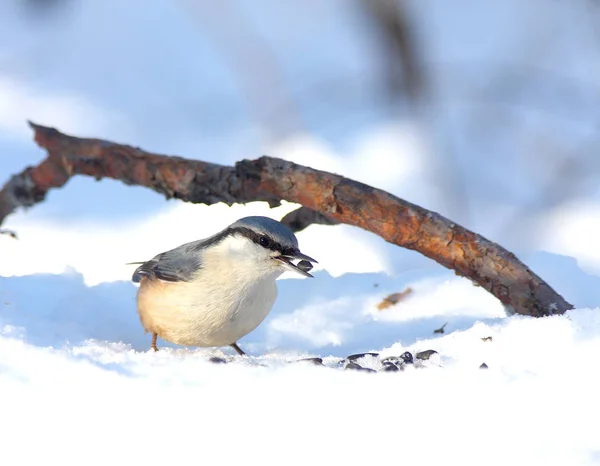 Nuthatch Senta Neve Com Uma Semente Bico — Fotografia de Stock