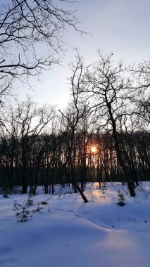 Soğuk kış karla kaplı ormanda akşam