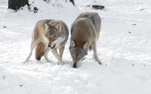 Wolf and she-wolf in the winter snow-covered forest