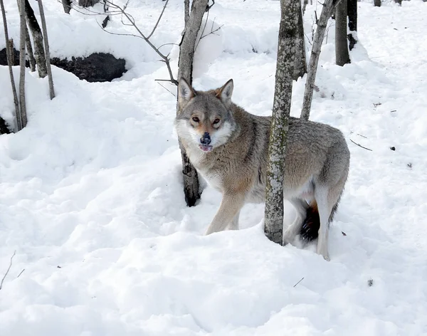 Λύκος σε ξύλο του χειμώνα — Φωτογραφία Αρχείου