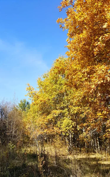 Wood edge autumn time — Stock Photo, Image