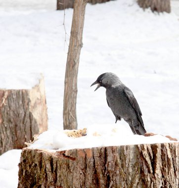 Daw saplama üzerinde oturur
