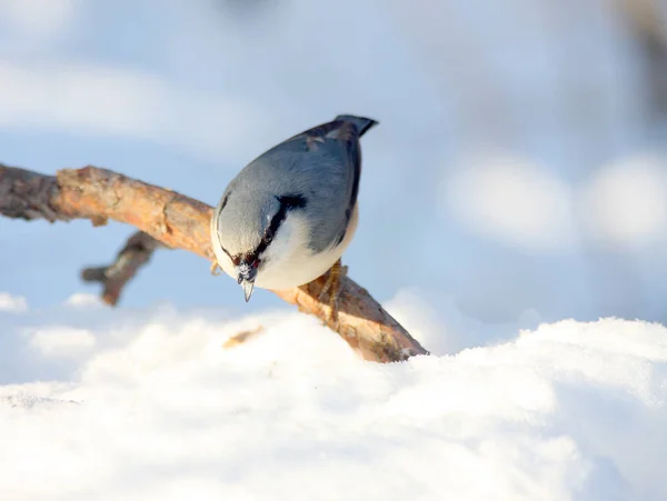 O nuthatch senta-se em um ramo — Fotografia de Stock