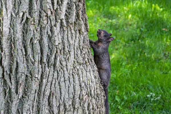 Schwarzes Eichhörnchen auf dem Baum in einem Park — Stockfoto