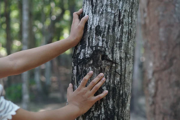 Human hands touch the bark of a tree, the concept of loving the world.