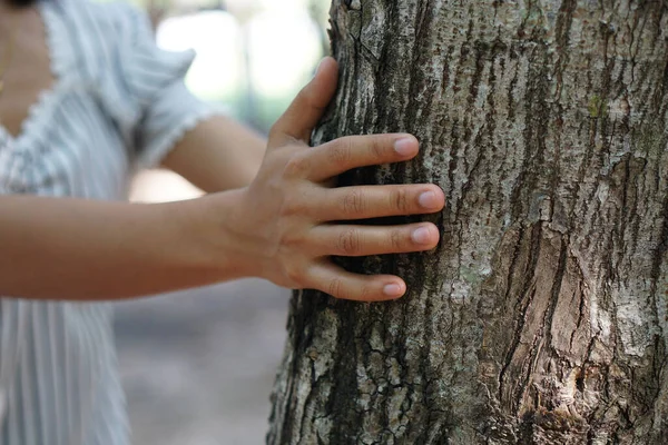 Human hands touch the bark of a tree, the concept of loving the world.
