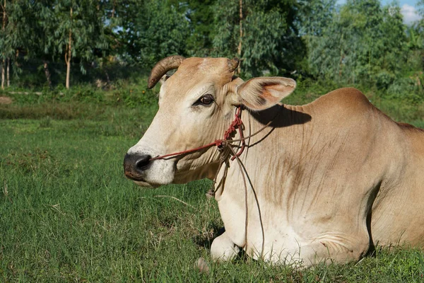 Mucca Gialla Erba Verde — Foto Stock