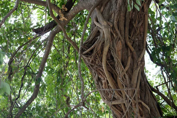 Banyanské Kořeny Omotané Kolem Kufru — Stock fotografie