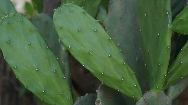Wyświetlić Zbliżenie Zielony Kaktus Jako Tło — Zdjęcie stockowe