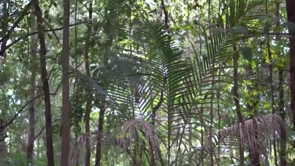 Green Jungle Trees Palms Blue Sky Shining Sun Inglés Viajes — Vídeo de stock
