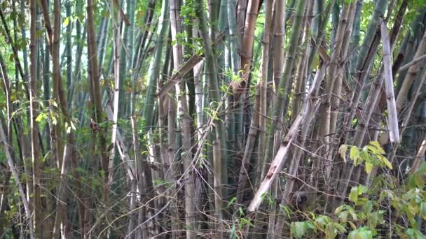 Bambu Verde Floresta — Vídeo de Stock