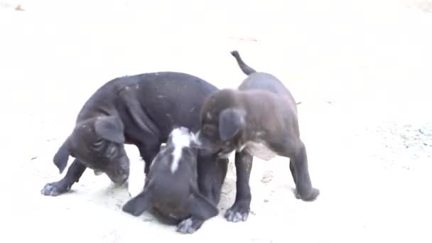 Togetherness Two Puppies One Spaniel Other Bison Frishe Cross Lie — Stock Video
