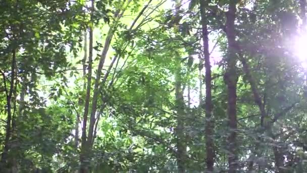 Green Jungle Trees Palms Blue Sky Shining Sun Voyage Vacances — Video