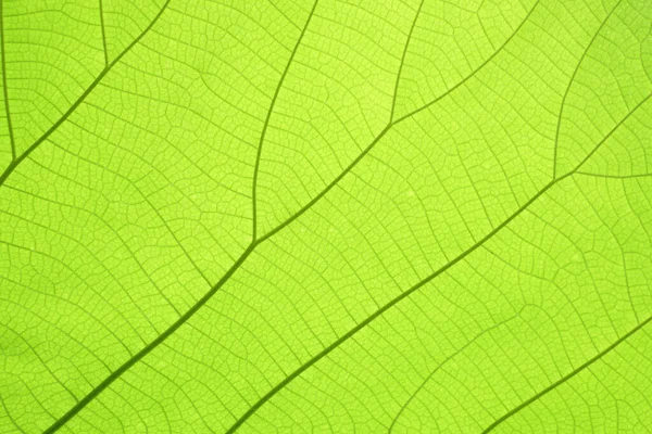 Texture Background Backlight Fresh Green Leaf — Stock Photo, Image