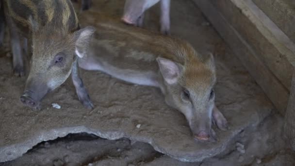 有趣的猪命名谢尔盖嗅土壤耕作农业概念 老农场里的猪 — 图库视频影像