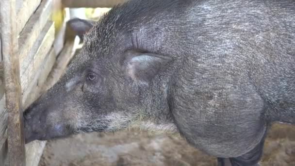 Mãe Porco Preto Dormindo Fazenda — Vídeo de Stock