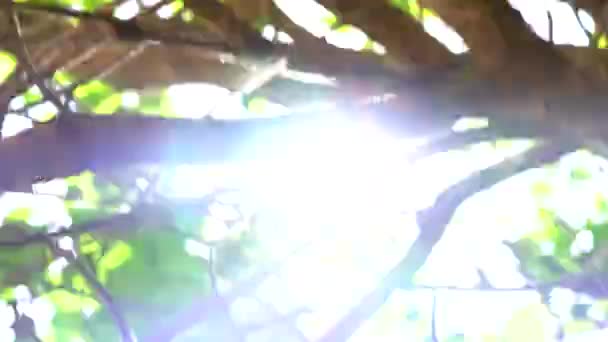 美しい緑の葉を通って来る明るい太陽のフレア — ストック動画