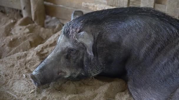 Madre Cerdo Negro Durmiendo Granja — Vídeo de stock