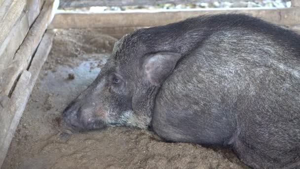 Madre Cerdo Negro Durmiendo Granja — Vídeo de stock
