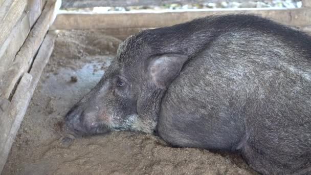 Mother black pig sleeping on the farm. — Stock Footage Mother Black Pig Sleeping Farm Video Clip