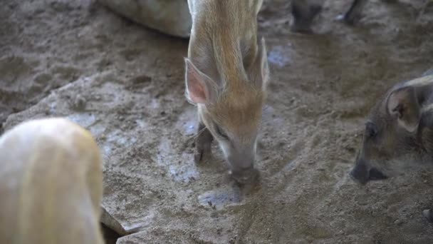 Śmieszne Świnie Imieniu Siergiej Wąchające Koncepcję Rolnictwa Gleby Świnia Starej — Wideo stockowe