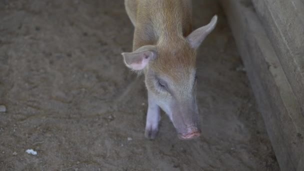 有趣的猪命名谢尔盖嗅土壤耕作农业概念 老农场里的猪 — 图库视频影像