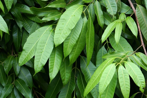 Tetesan Air Pada Daun Hijau — Stok Foto